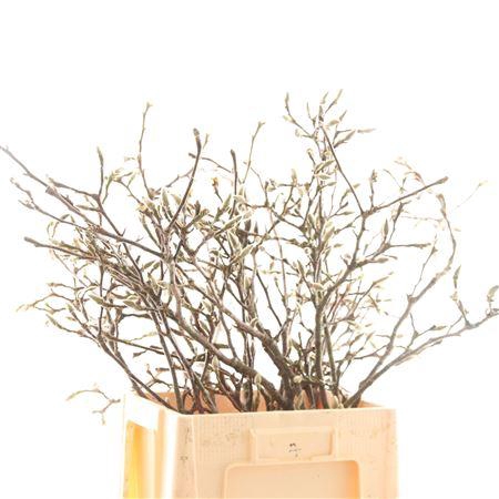 <h4>MAGNOLIA PER TAK</h4>