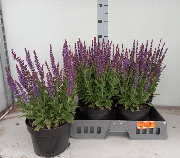 <h4>SALVIA NE OSTFRIESL</h4>