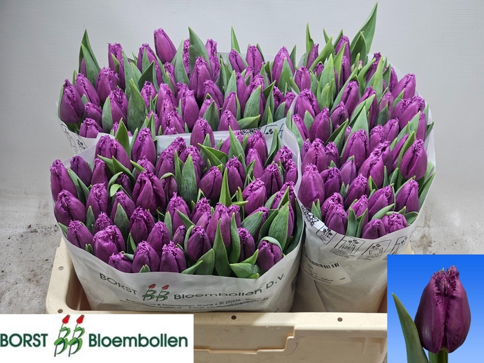 <h4>TU FR SAN LUIZ</h4>