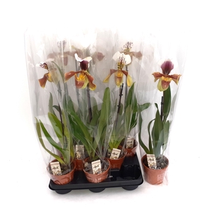 PAPH AMERIKA HYB GEM