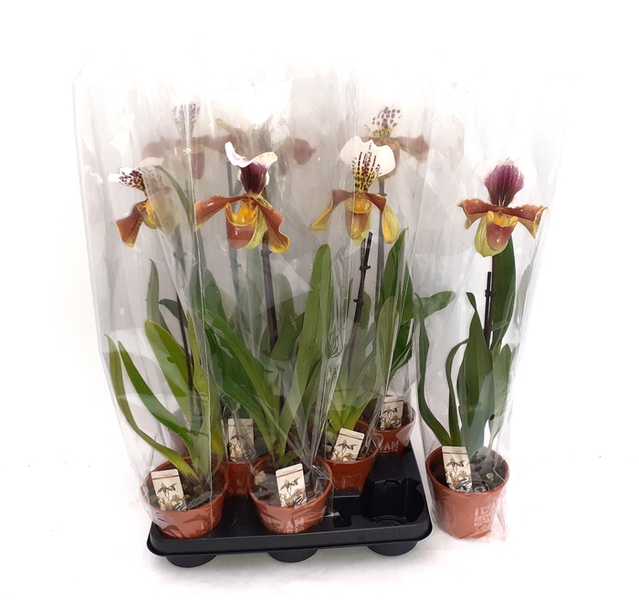 <h4>PAPH AMERIKA HYB GEM</h4>