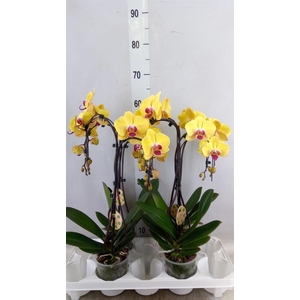 Phalaenopsis  'Goldion'