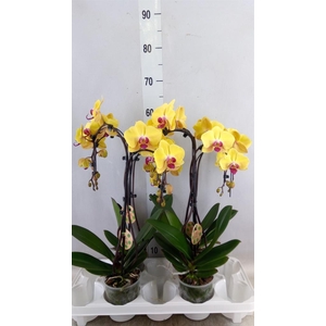 Phalaenopsis  'Goldion'