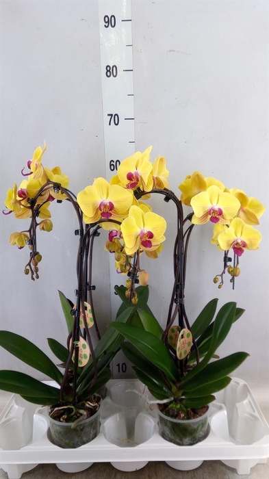 <h4>Phalaenopsis  'Goldion'</h4>