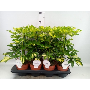 Schefflera arbor. 'Gerda'