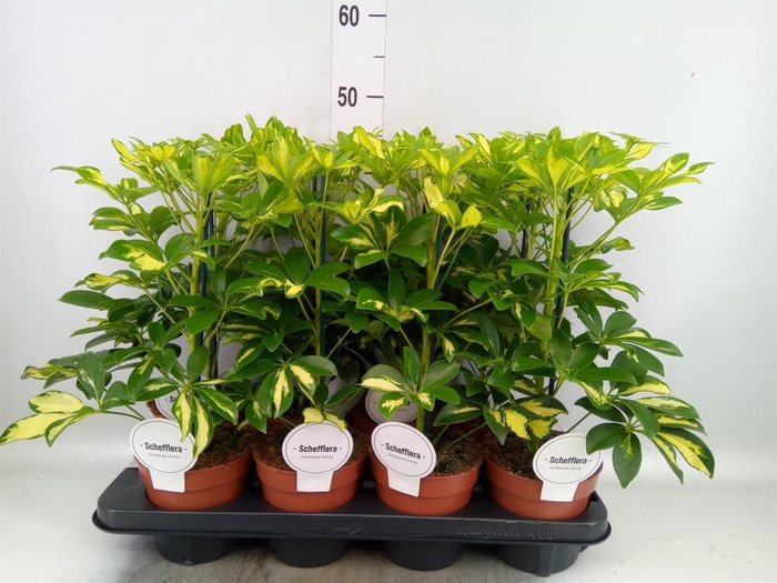 <h4>Schefflera arbor. 'Gerda'</h4>