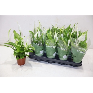 arr8 Spath Pearl Cupido