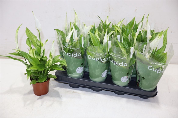 <h4>arr8 Spath Pearl Cupido</h4>