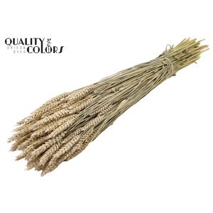 Triticum per bunch Frosted White