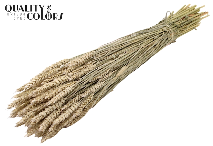 <h4>Triticum per bunch Frosted White</h4>