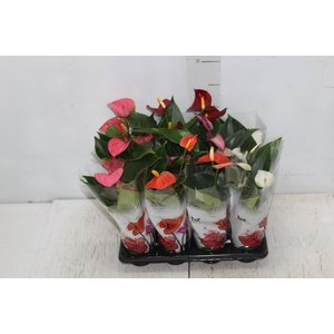 ANTHURIUM VARIADO P06