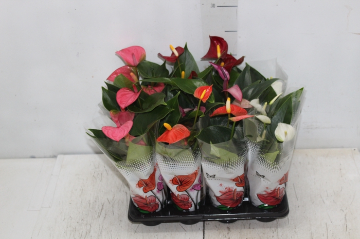 <h4>ANTHURIUM VARIADO P06</h4>