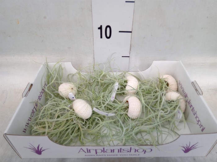 <h4>Arr.  Tillandsia L%</h4>