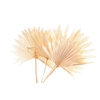 Palm Sun White Bleached