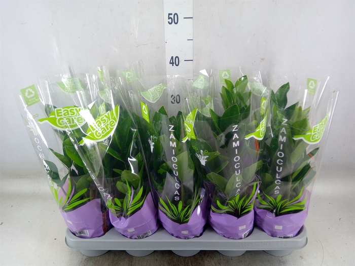 <h4>Zamioculcas zamiifolia</h4>