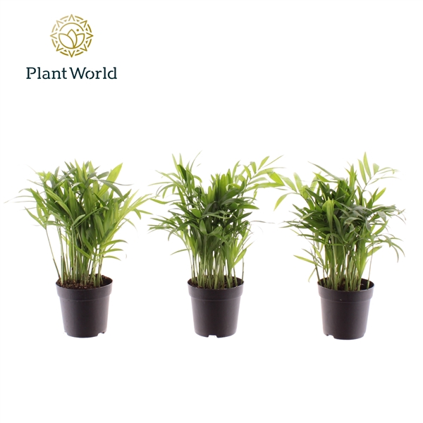 <h4>Chamaedorea Elegans</h4>