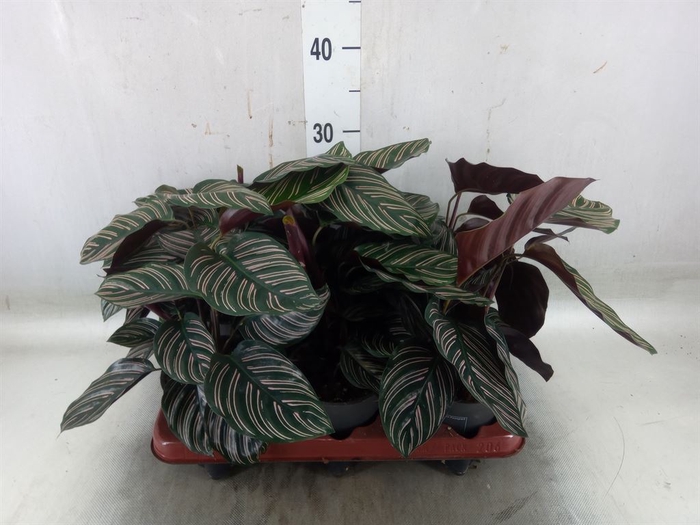 <h4>Calathea sanderiana</h4>