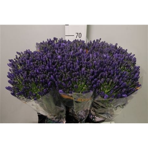 Agapanthus FU 'Atlantic Ocean'