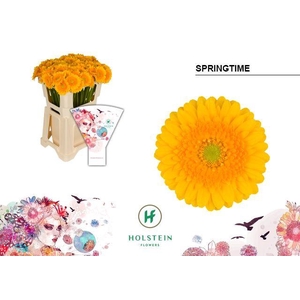 Germini Springtime Water