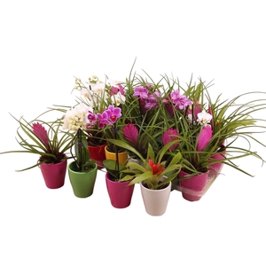 BROMELIA OV