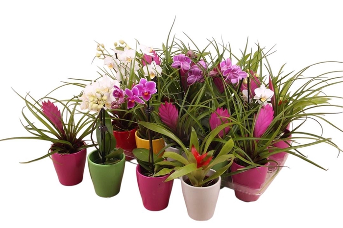<h4>BROMELIA OV</h4>