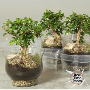 BONSAI GEM