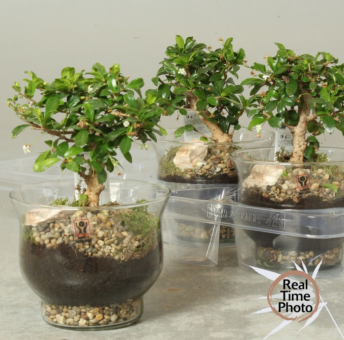 <h4>BONSAI GEM</h4>