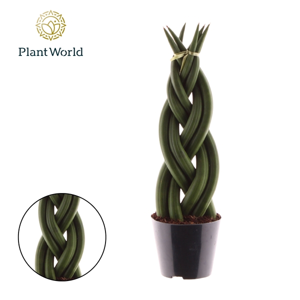 <h4>Sansevieria cylindrica 'Twist'</h4>