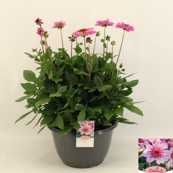<h4>DAHL D M STARBU PINK</h4>