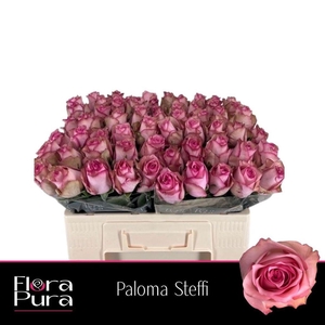 Rosa large paloma steffi