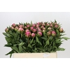 Paeonia Dr A Fleming