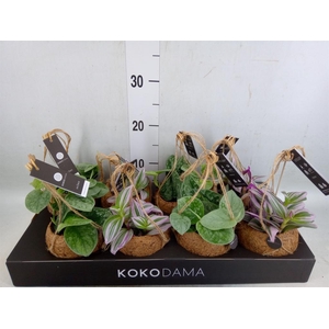 Planten Groen   ...mix  4