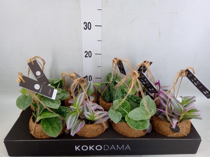 <h4>Planten Groen   ...mix  4</h4>