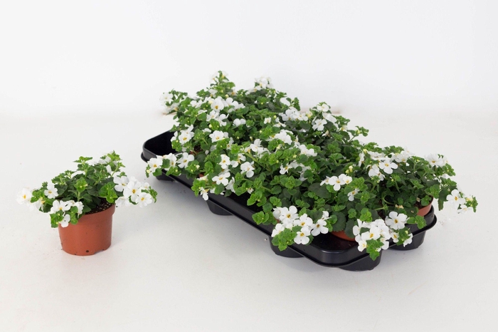 <h4>Bacopa Sutera Dynamic White</h4>