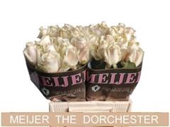 <h4>R GR DORCHESTER?</h4>