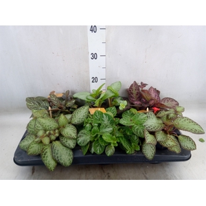 Episcia   ...