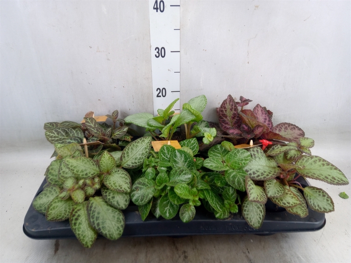 <h4>Episcia   ...</h4>