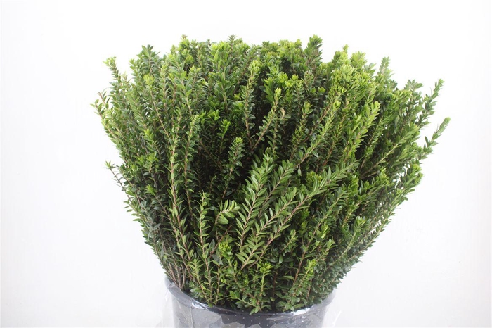 <h4>Myrthe Tarantino P Bunch</h4>