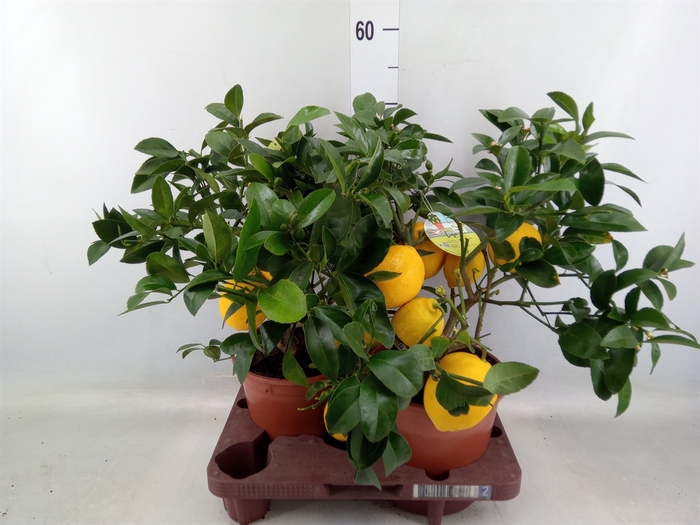 <h4>Citrus meyeri 'Meyer'</h4>