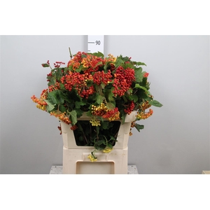 Vibur Op Compactum