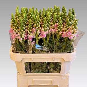 Antir Legend Light Pink D Van Den Heuvel