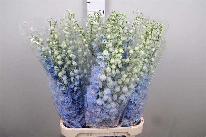 <h4>Delph Du Dewi Boy</h4>