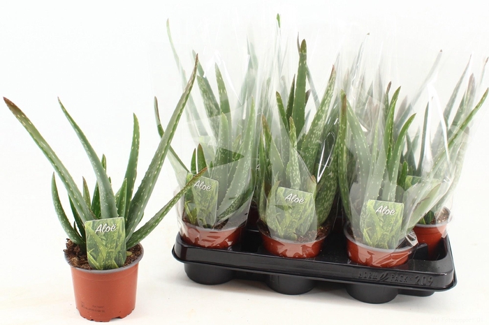 <h4>ALOE VERA</h4>