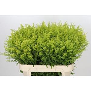 Solidago Tara