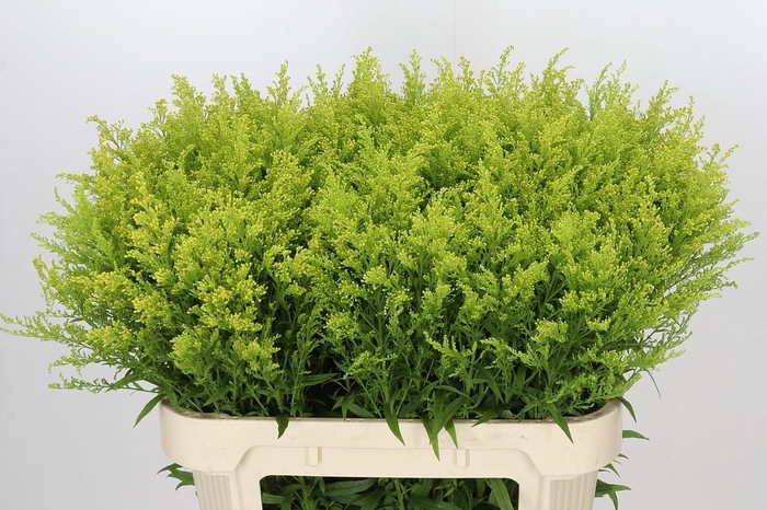 <h4>Solidago Tara</h4>