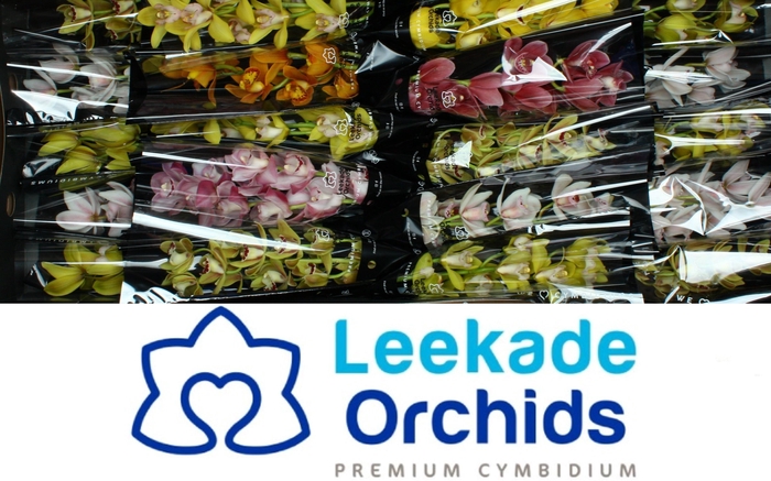 <h4>CYMB MI GEM</h4>