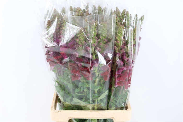 <h4>Antir Overig Red</h4>