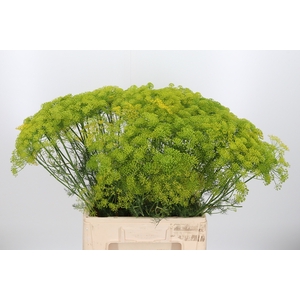 Anethum Graveolens