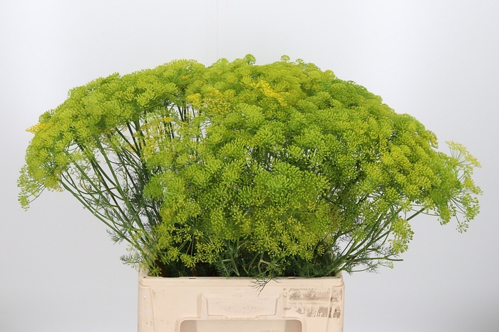 <h4>Anethum Graveolens</h4>