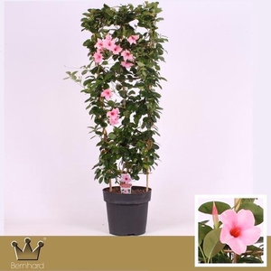 Mandevilla am. 'Sundav Cream Pink'
